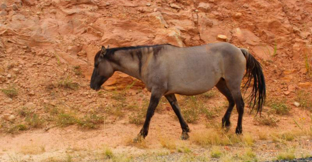 This Hidden Corner of Montana Is Home to Wild Horses