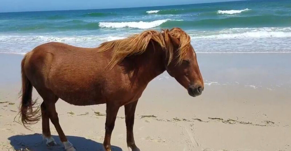 This Island Has Wild Horses on the Beach And It’s on the East Coast