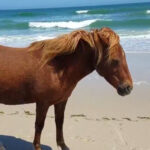 This Island Has Wild Horses on the Beach And It’s on the East Coast