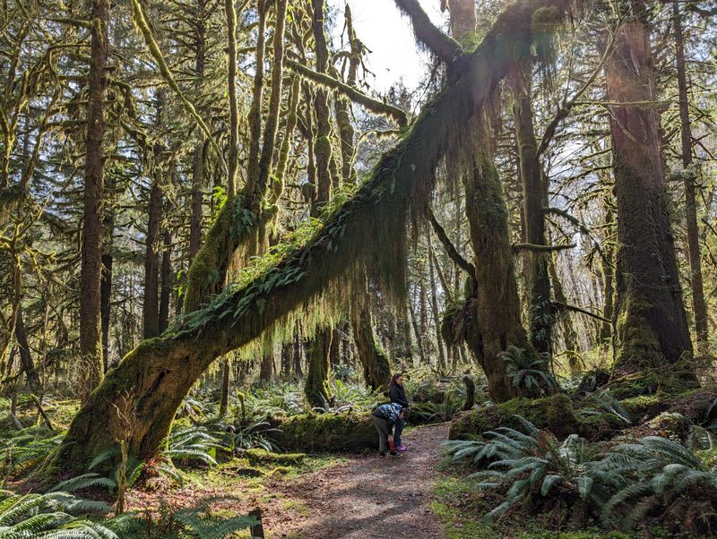 Hoh Rain Forest Hall of Mosses