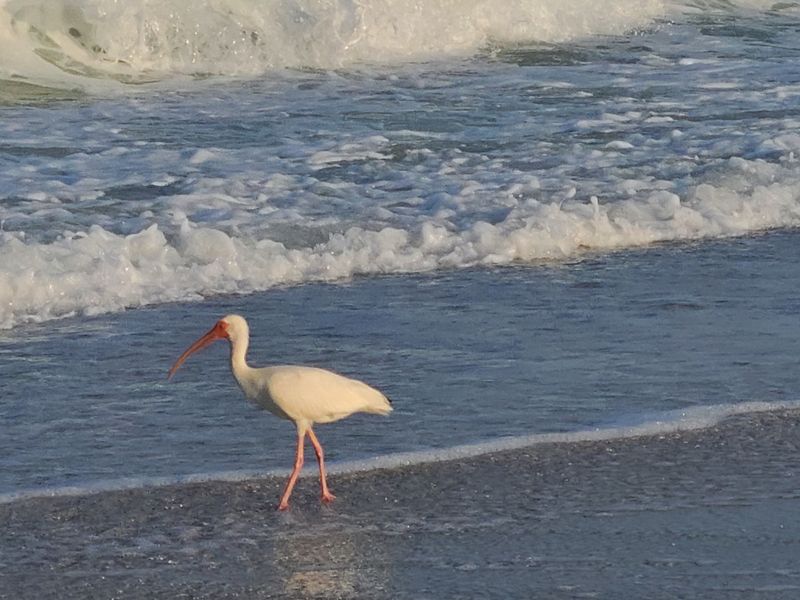 Sunrise on Manatee Public Beach