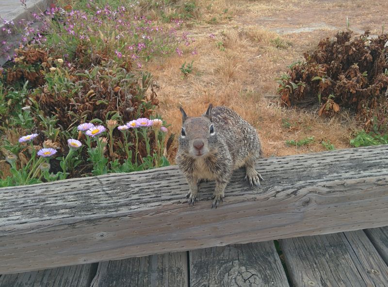 Moonstone Beach Boardwalk