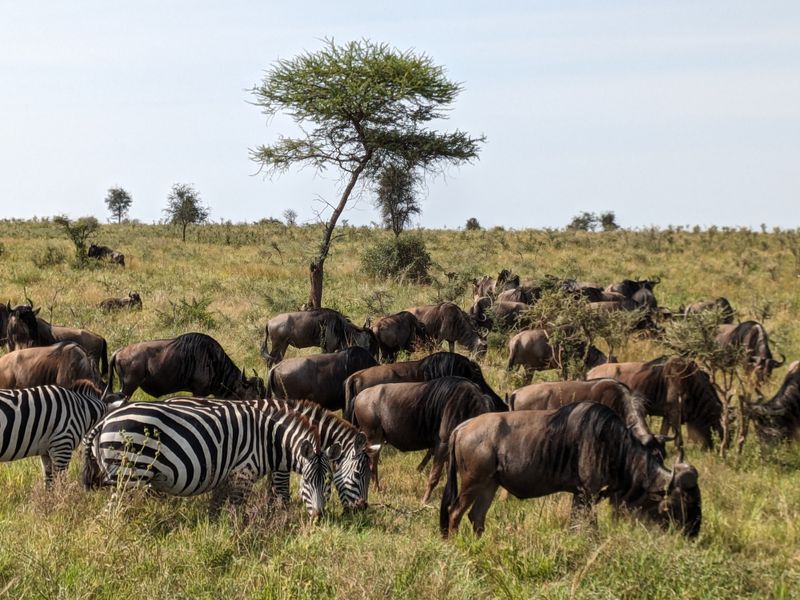 Serengeti National Park — Tanzania
