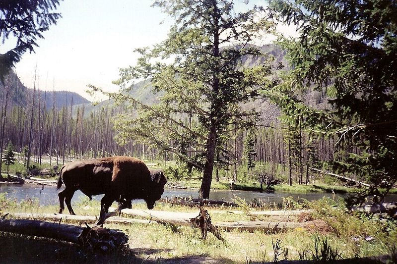 By 1900, Fewer Than 1,000 Bison Were Estimated to Remain—After Mass Slaughter in the 1800s