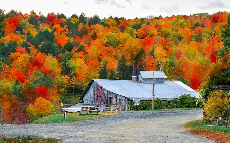 Sugarbush Farm Maple And Cheese Tasting