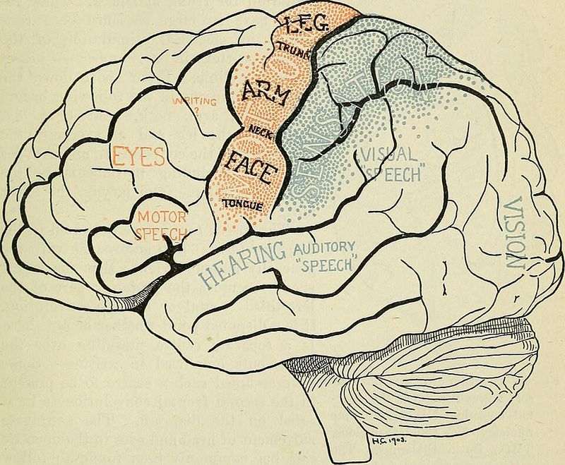 Left Brain Logical, Right Brain Creative