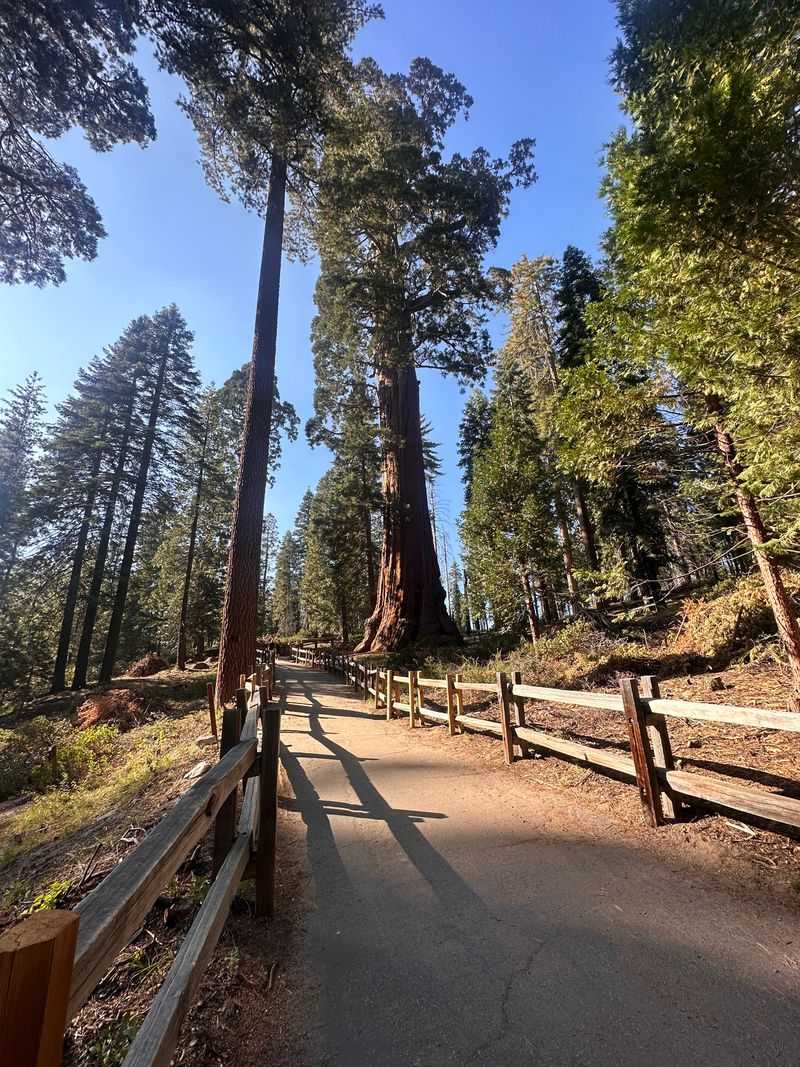 See Giant Sequoias Nearby
