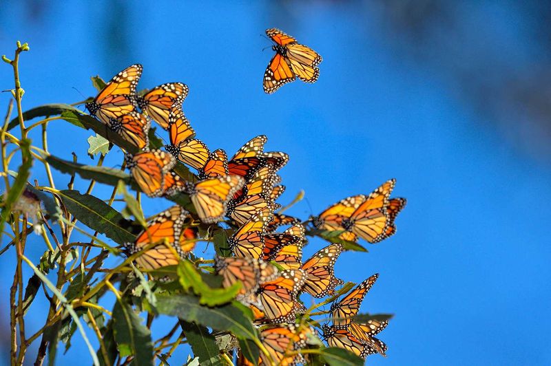 Monarch butterflies overwintering in Mexico (Monarch Butterfly Biosphere Reserve)
