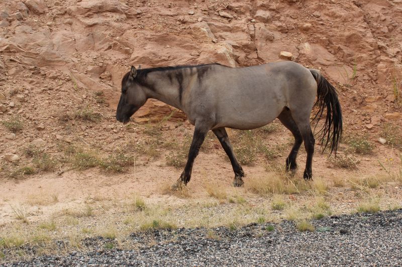 How You Can Help Conservation