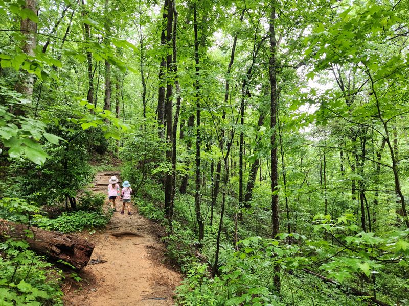 Forested Canopy Shade