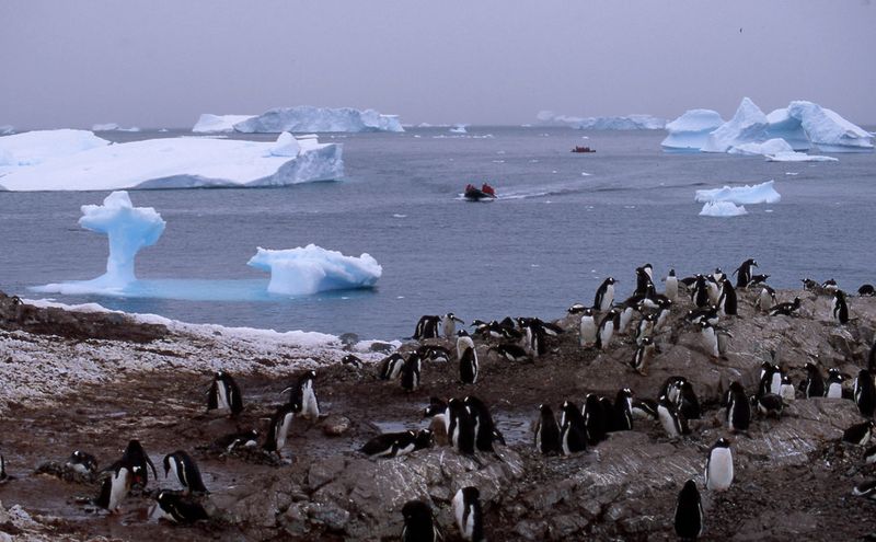 Human pressure can collide with the same timing window