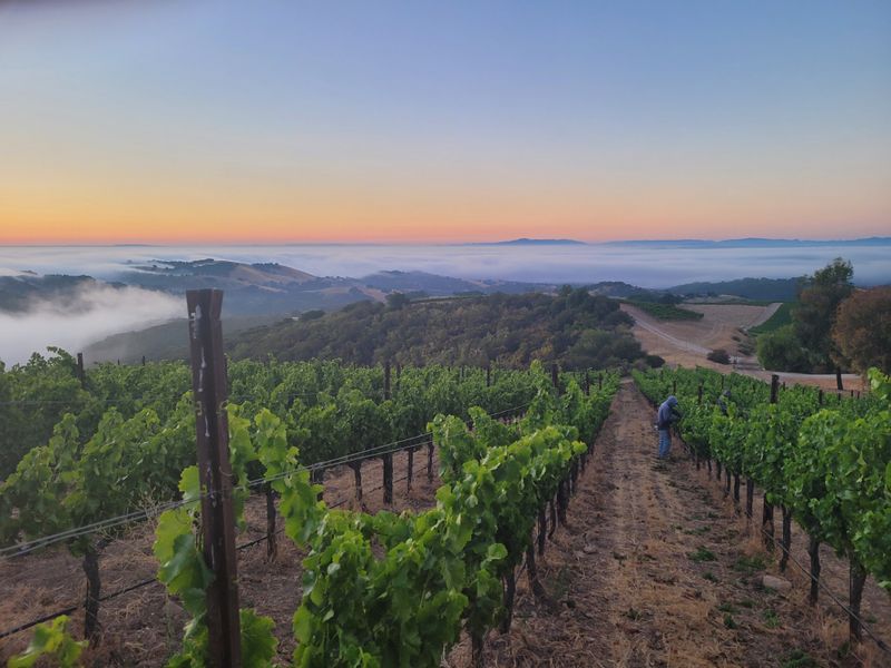 The Lay Of The Land: 11 Sub-AVAs To Explore