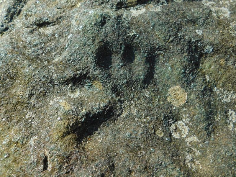 Albinism Offers a Plausible Medical Explanation