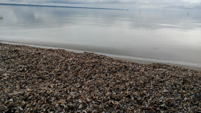 Battle On Bago Vibes