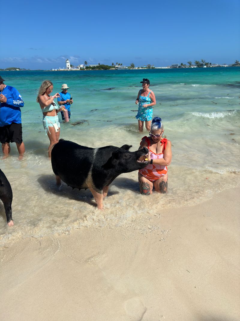 The pigs are used to humans, but they're still animals (and can be pushy)