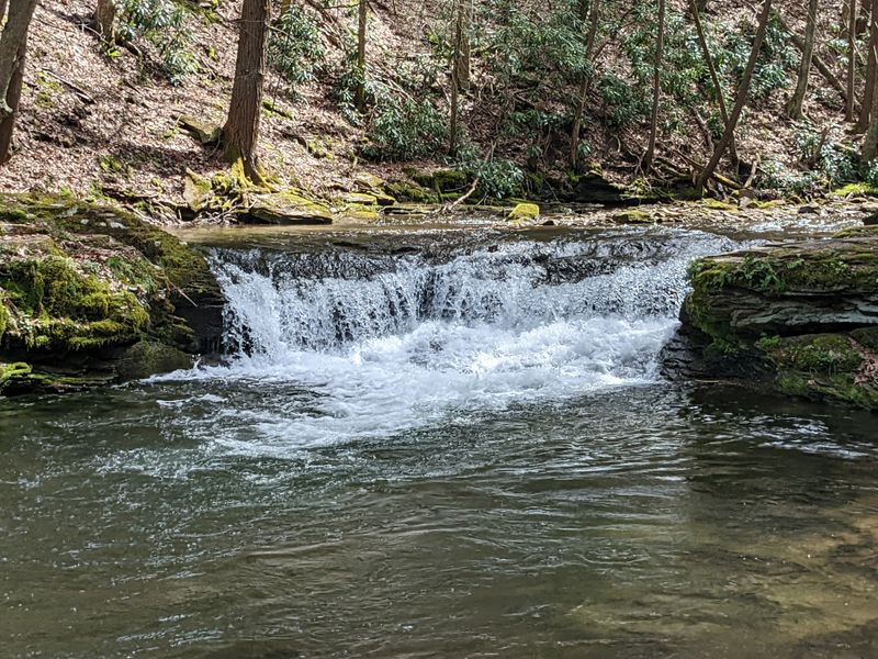 Quehanna Wild Area (Moshannon + Elk State Forests)