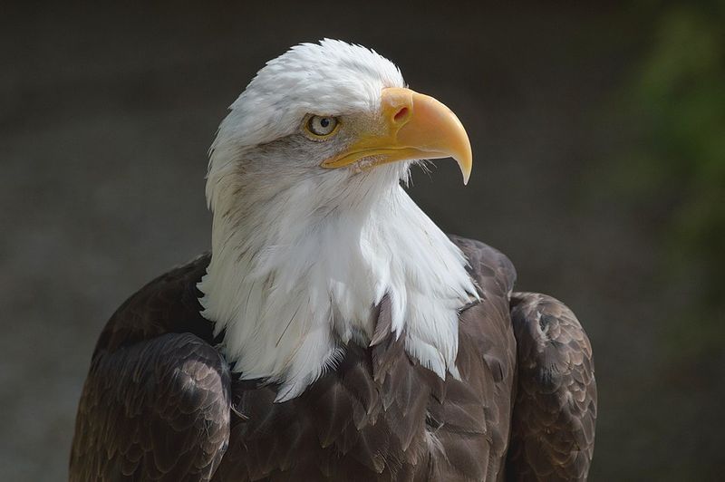 Eagle