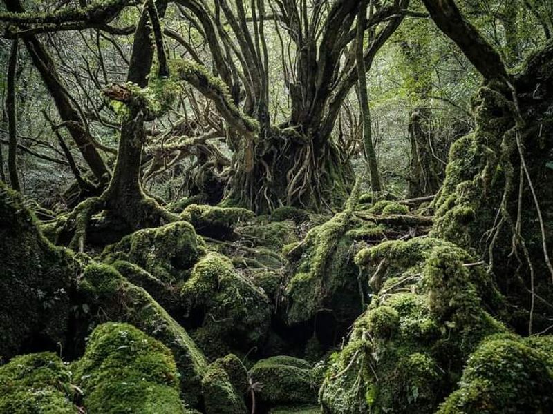 Yakushima, Japan
