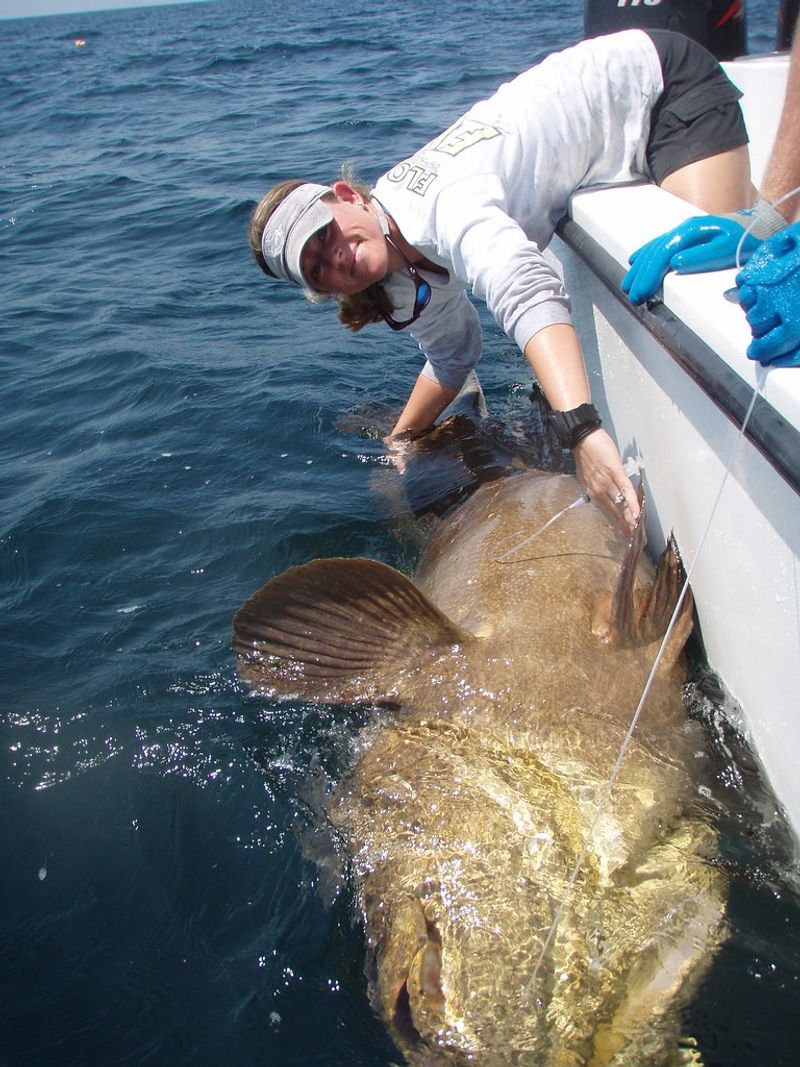 Goliath Grouper