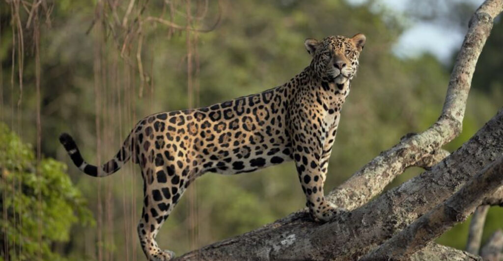 15 Countries That Make Wildlife Watching Feel Like a Documentary