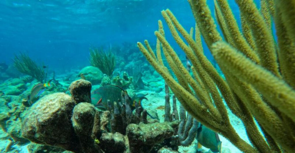 15 U.S. Snorkeling Escapes Where the Water Is Too Beautiful to Believe
