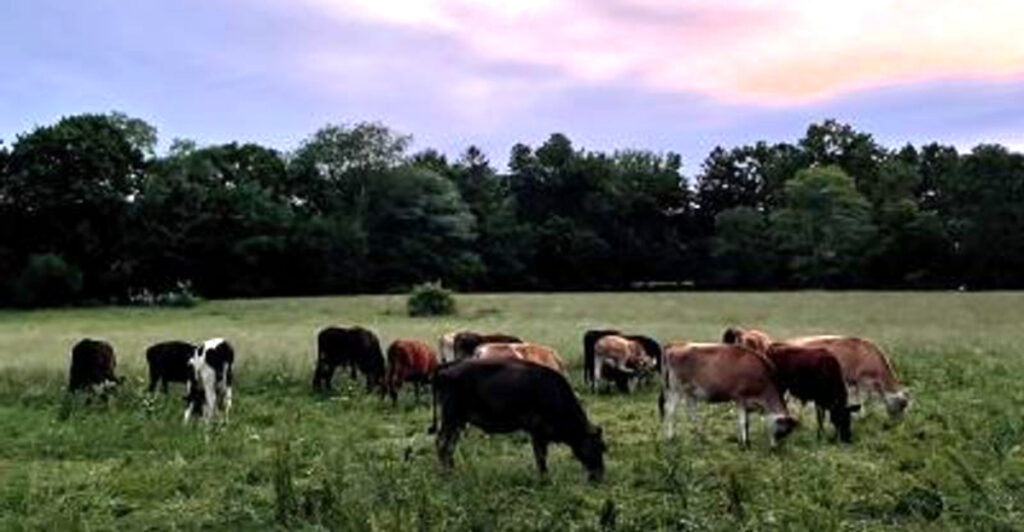8 New Jersey Creameries Locals Swear By for Seriously Fresh Dairy