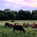 8 New Jersey Creameries Locals Swear By for Seriously Fresh Dairy