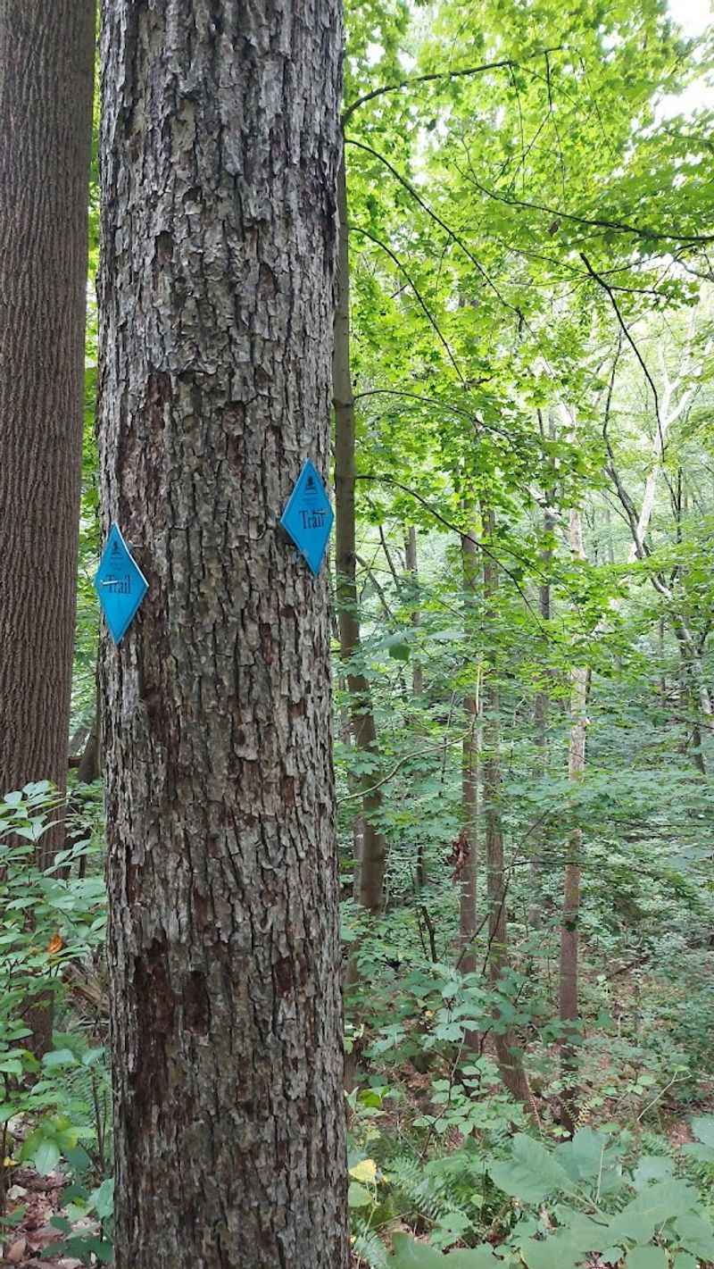 The Trail Network Explained