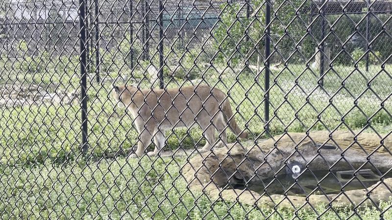 Panthers Prowling in Protected Spaces