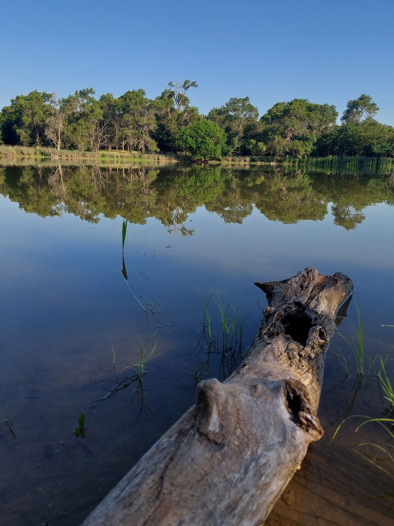 Spring's Wildflower Transformation