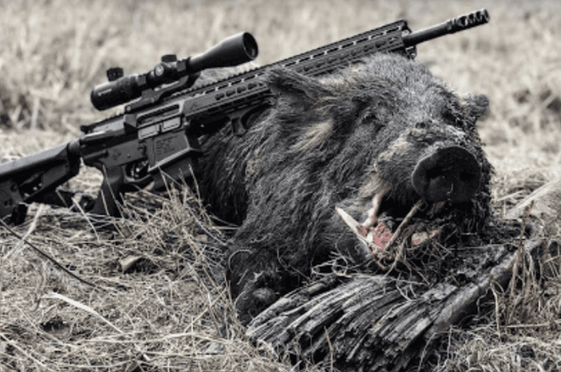 Hunting Wild Hogs Under the Cover of Darkness