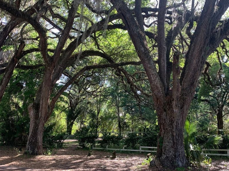 The Oak Canopy That Greets You on Arrival