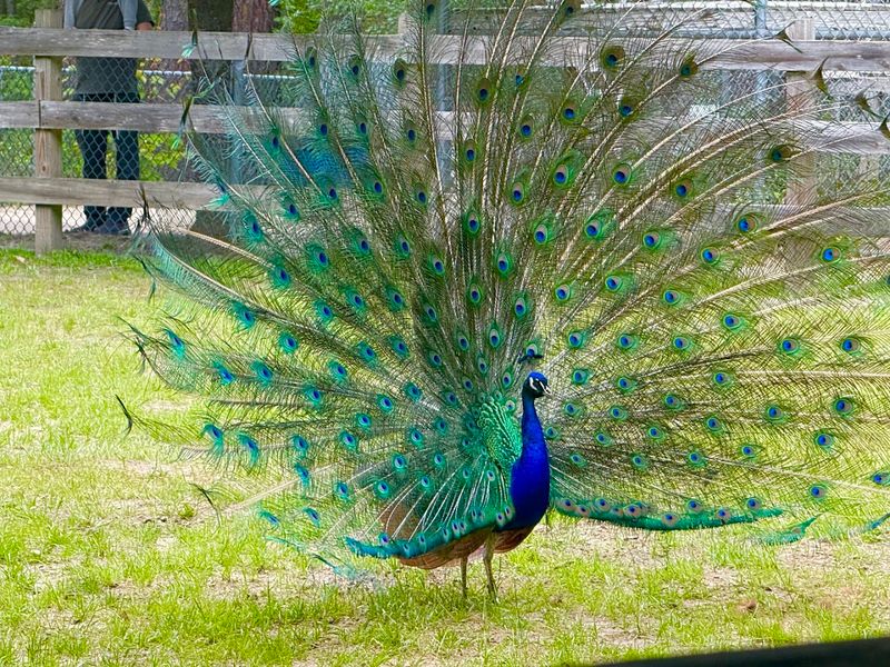 The Roaming Peacocks That Steal the Show