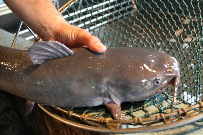 Catfish So Fresh It Was Swimming Yesterday