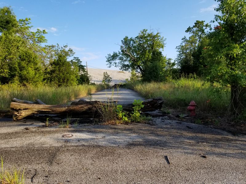 Wildlife Reclaiming the Empty Streets