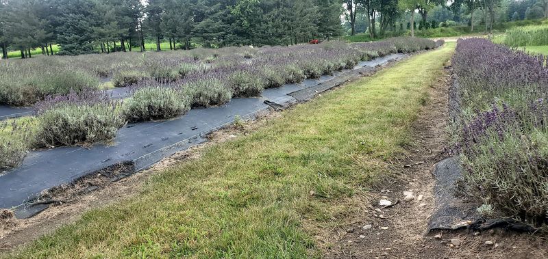 Sustainability and Farm Care