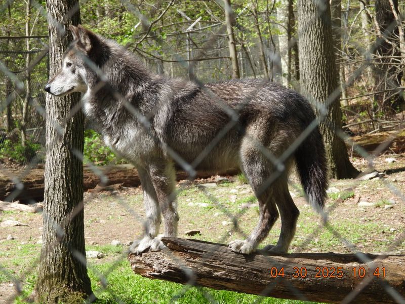 Respectful Etiquette Around Wolves