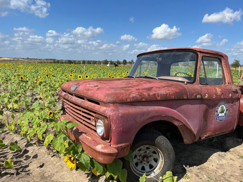 Live Music and the Farm Atmosphere