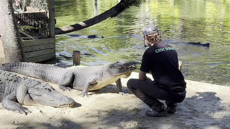 Gator Park and animal shows