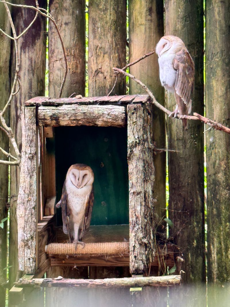Birds of Prey Aviaries