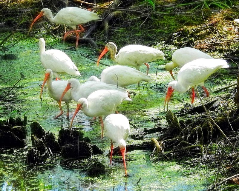 Bird Watching Paradise for All Skill Levels