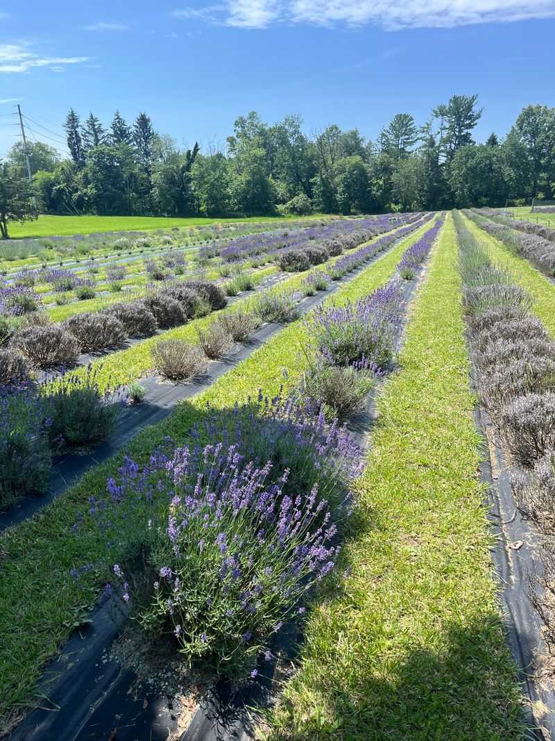 Lavender Seasons and Bloom Timing