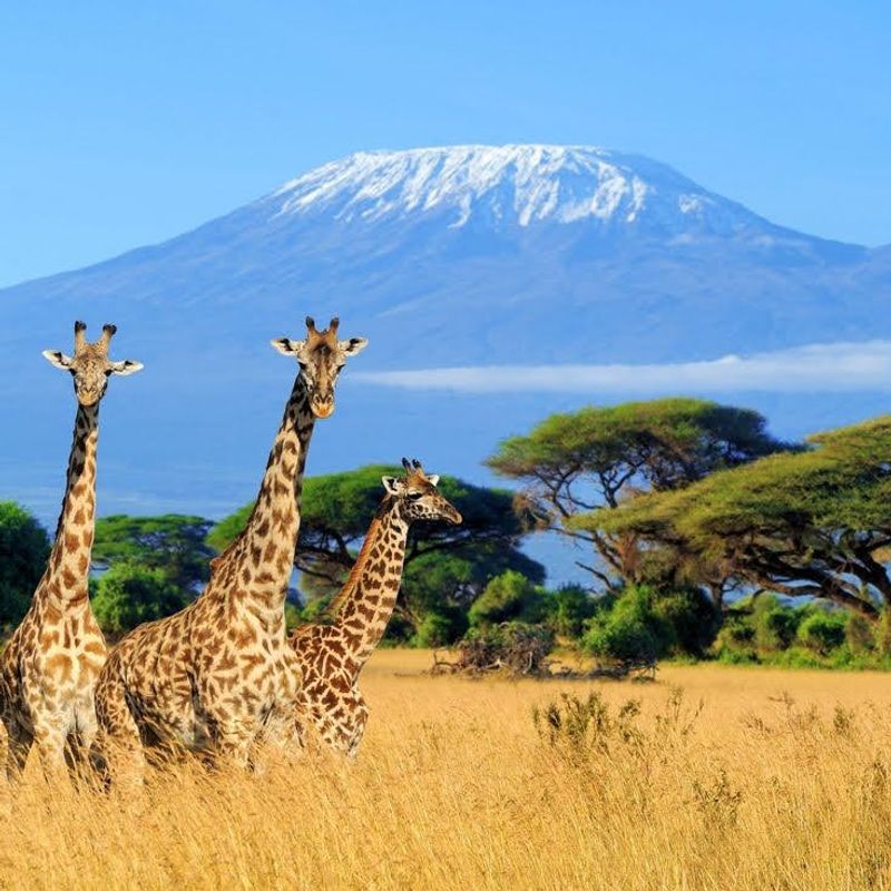Mount Kilimanjaro — Tanzania
