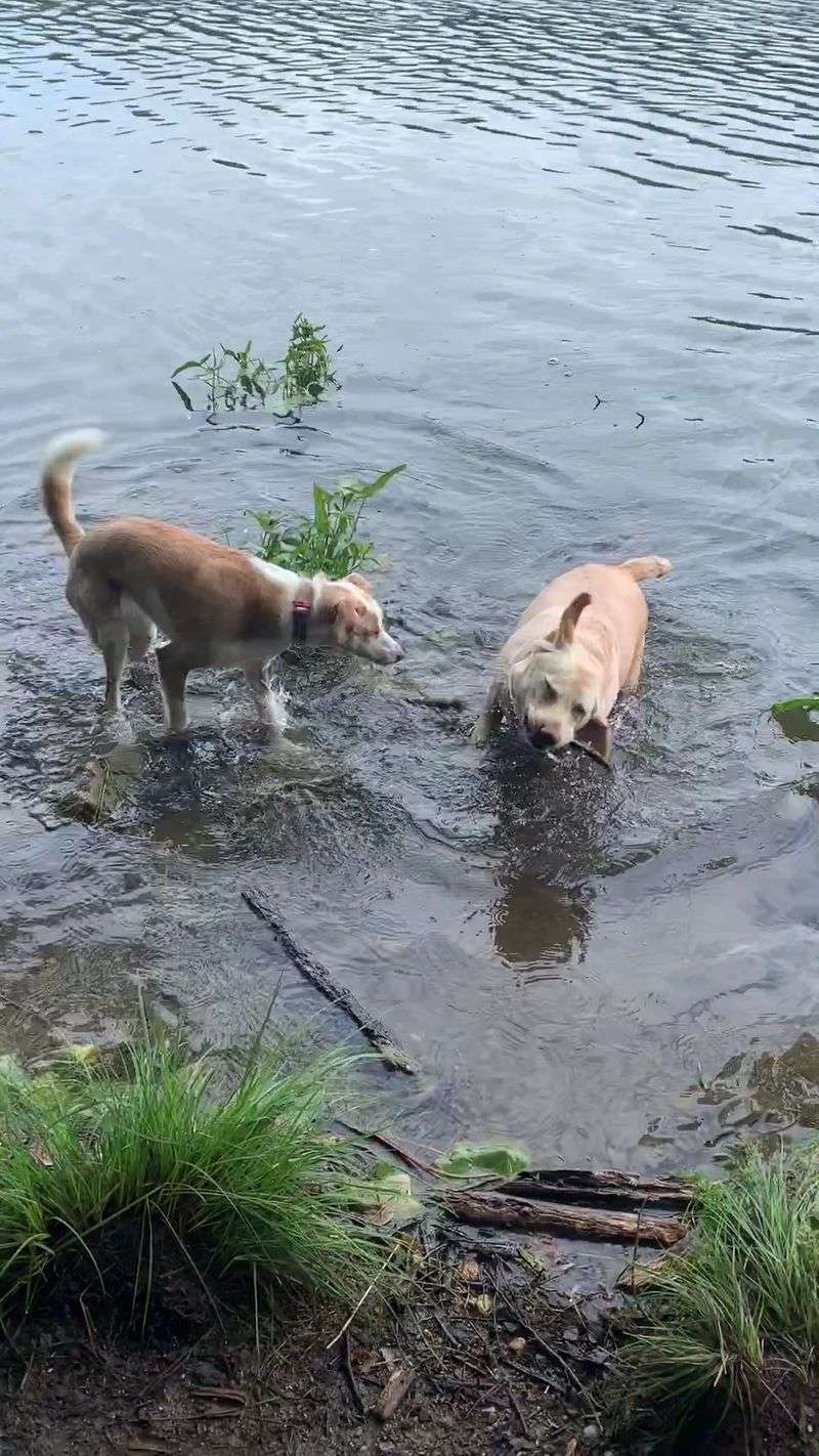 Perfect for Four-Legged Friends