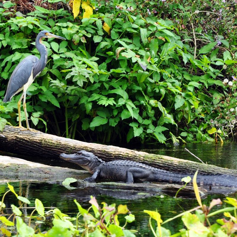 Sunbathing Gators on the Banks
