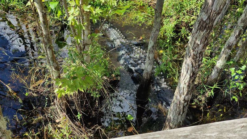 Alligators in Their Natural Habitat