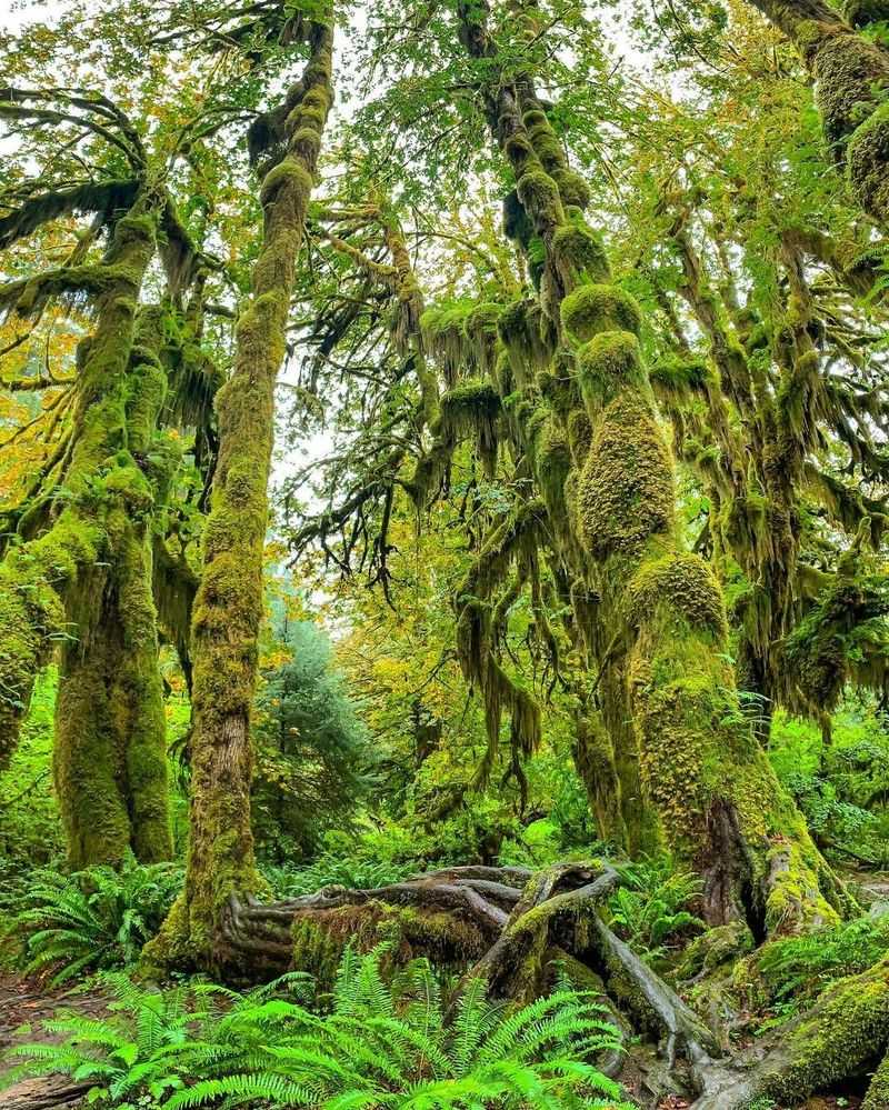 Hoh Rain Forest — The Stillness of Ancient Moss