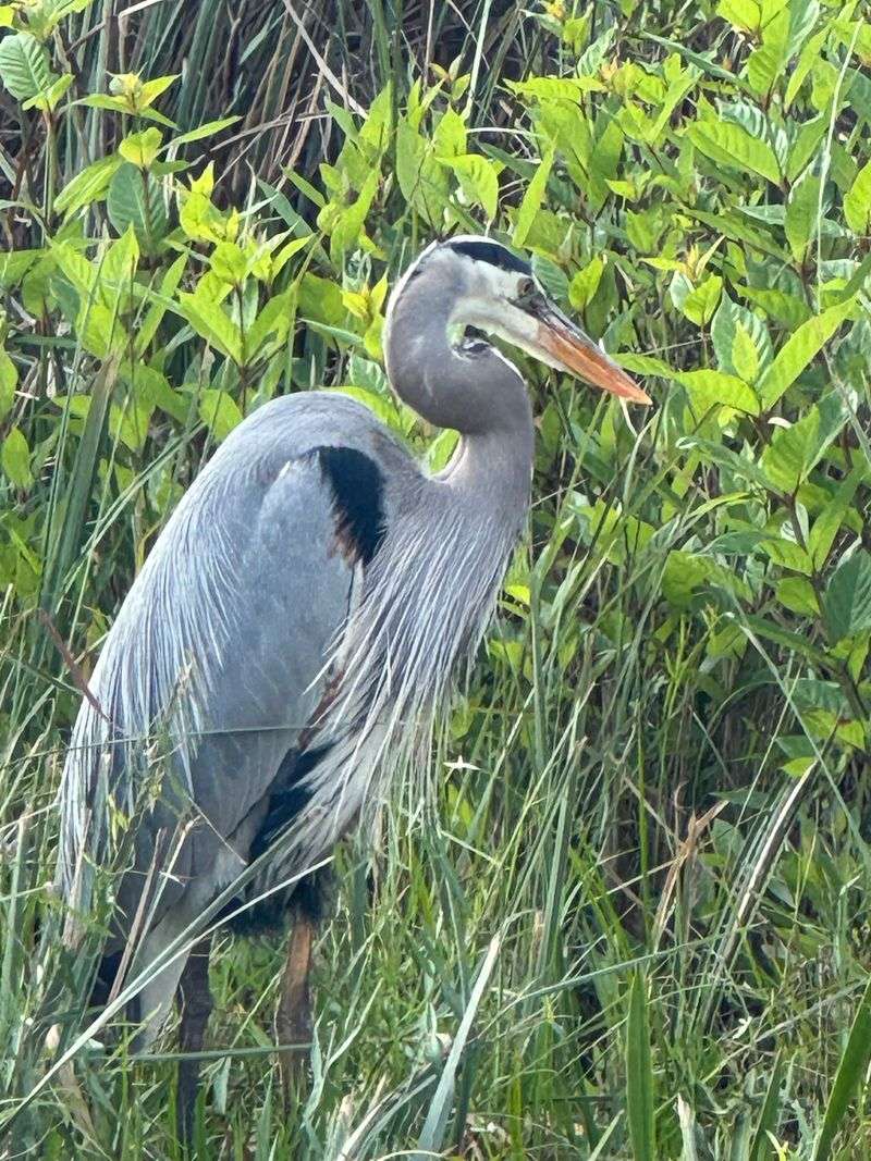 Great Blue Heron Watch