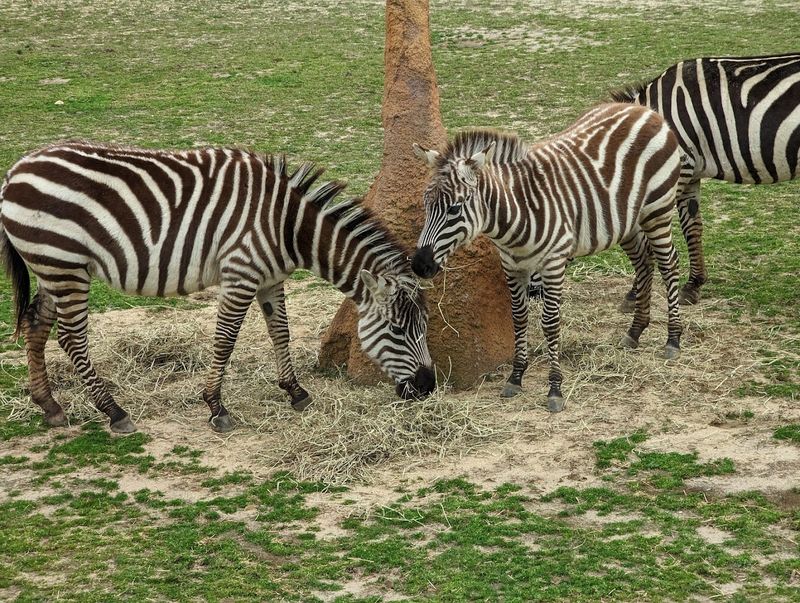 Why This Zoo Deserves a Spot on Your New Jersey Bucket List