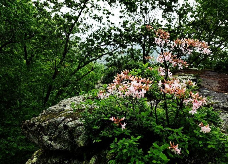 Arkansas – Mountain View